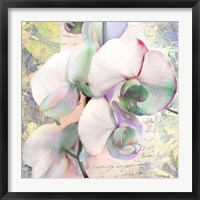 Framed 'Kaleidoscope Orchid (detail)' border=
