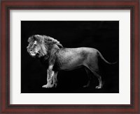 Framed Panthera Leo