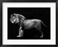 Framed Panthera Leo