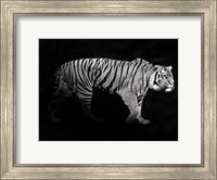 Framed Panthera Tigris