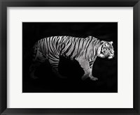 Framed Panthera Tigris