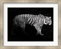Framed Panthera Tigris