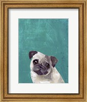 Framed Pug Puppy