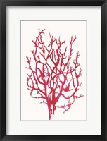 Framed Red Reef Coral I