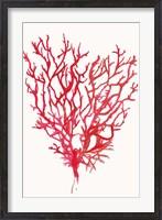 Framed Red Reef Coral II