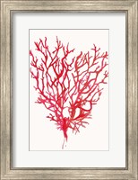 Framed Red Reef Coral II