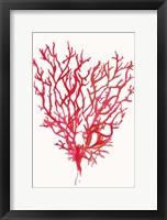 Framed Red Reef Coral II