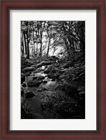 Framed Lush Creek in Forest BW