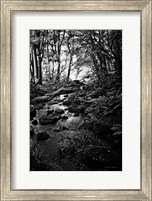 Framed Lush Creek in Forest BW