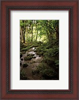Framed Lush Creek in Forest