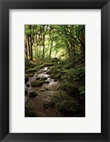 Framed Lush Creek in Forest