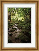 Framed Lush Creek in Forest