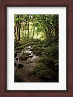 Framed Lush Creek in Forest