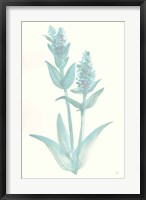 Framed Lambs Ear Sage I