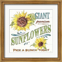 Framed 'Sunflower Fields IV' border=