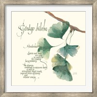 Framed Ginkgo Biloba