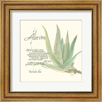 Framed Aloe Vera