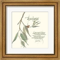 Framed Eucalyptus