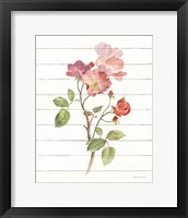 Sprigs of Summer I Framed Print