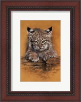 Framed Bobcat