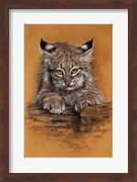 Framed Bobcat