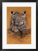 Framed Bobcat