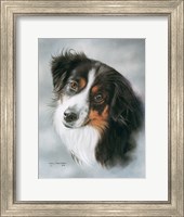 Framed Australian Shepherd