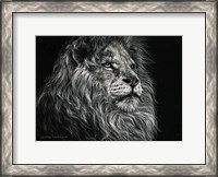 Framed African Lion