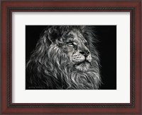Framed African Lion