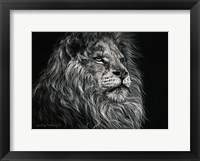 Framed African Lion