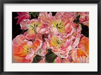 Framed Tulips