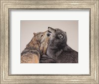 Framed Three Wolves