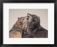 Framed Three Wolves