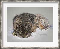 Framed Lone Wolf