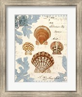 Framed Seashell Collection I