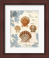 Framed Seashell Collection I