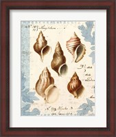 Framed Seashell Collection II