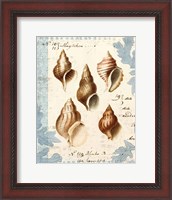 Framed Seashell Collection II