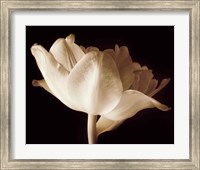 Framed Champagne Tulip IV