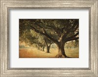 Framed Island Oak