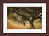 Framed Island Oak