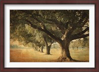 Framed Island Oak