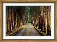 Framed Tree Tunnel