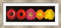 Framed Ranunculus