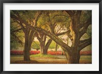Framed Three Oaks and Azaleas