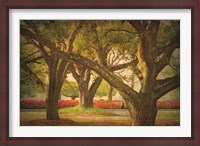 Framed Three Oaks and Azaleas