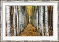 Framed Tree Farm