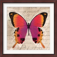Framed Butterflies III