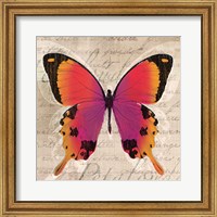 Framed Butterflies III