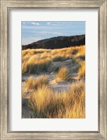 Framed Dune Grass Qnd Beach III